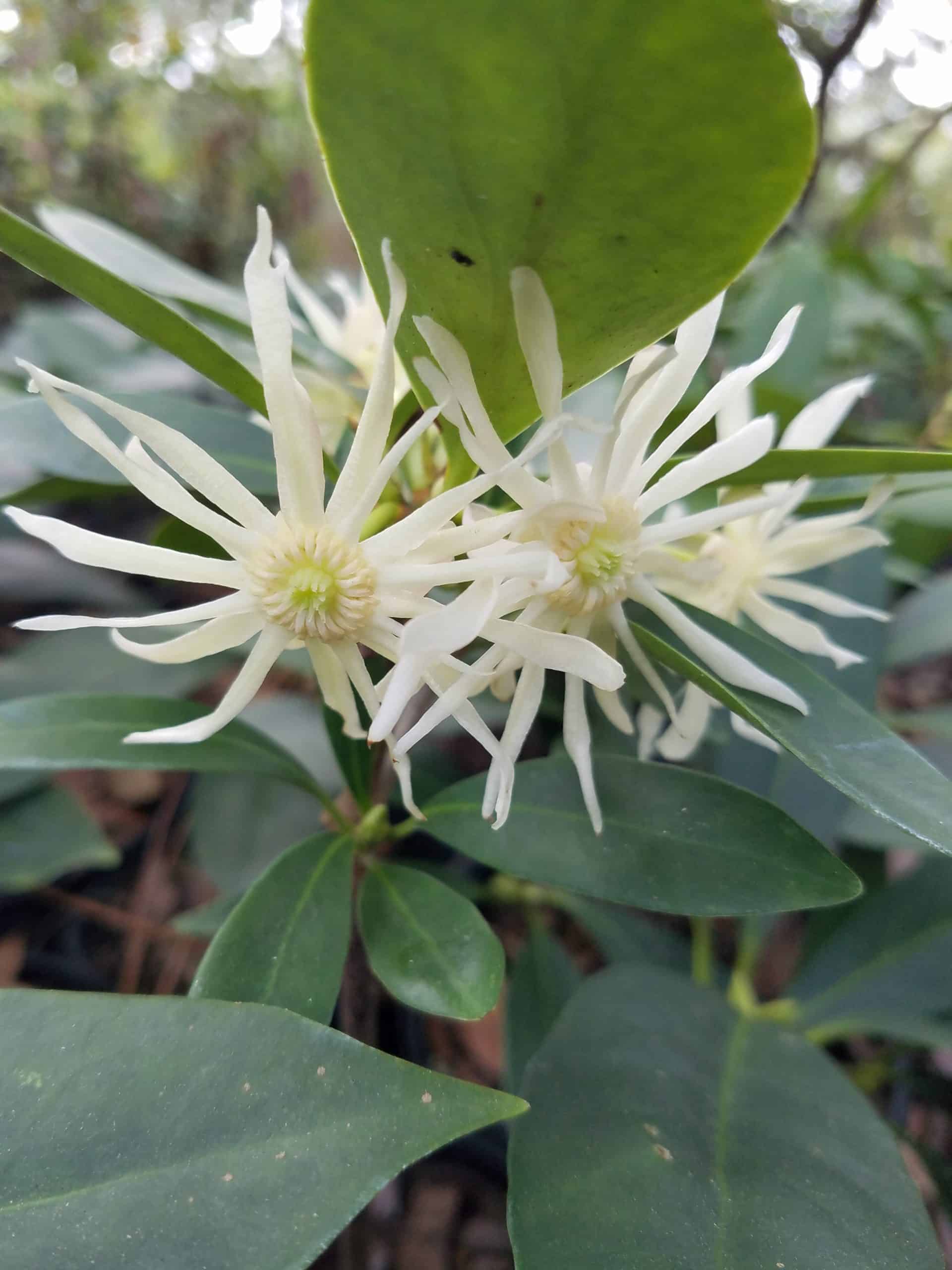 White Flowering Anise